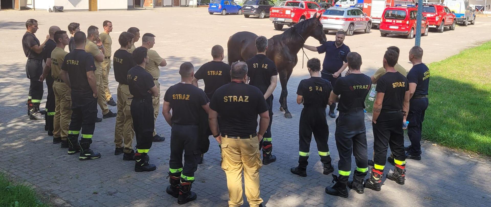 Strażacy podczas szkolenie stojący w grupie przed nimi strażnik miejski trzymający konia