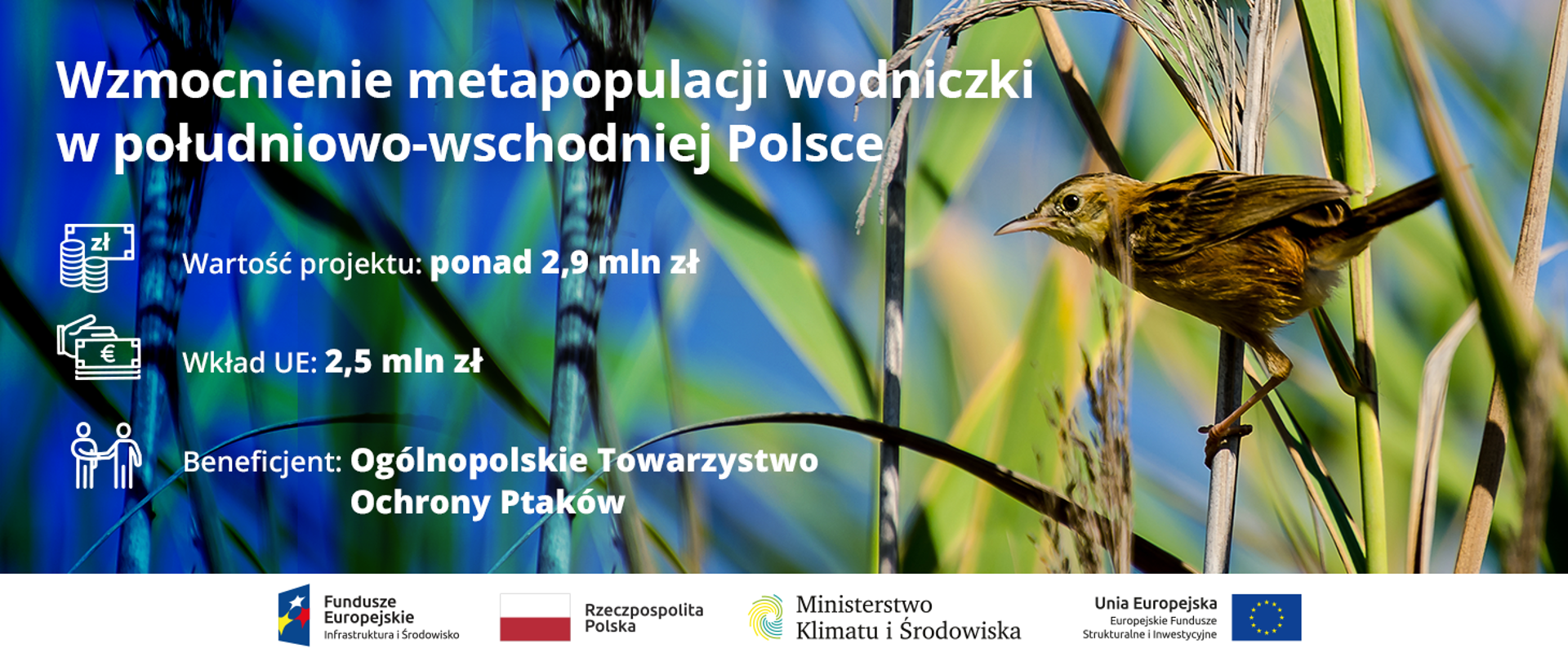 Wzmocnienie południowo-wschodniej metapopulacji wodniczki Acrocephalus paludicola w Polsce