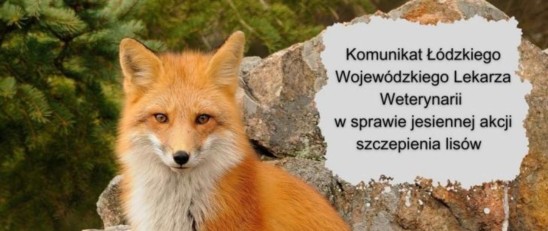 Na zdjęciu widnieje lis. Obok niego napis "Komunikat Łódzkiego Wojewódzkiego Lekarza Weterynarii w sprawie jesiennej akcji szczepienia lisów."