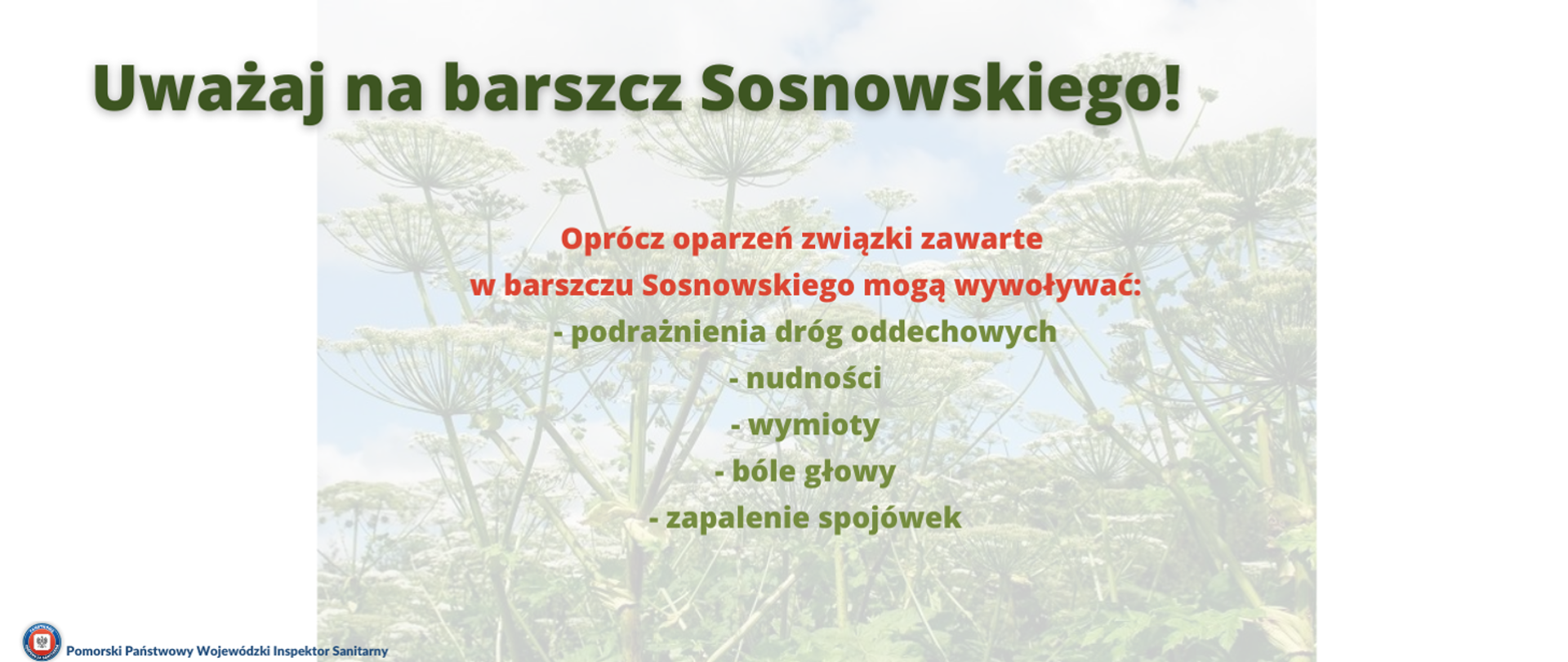 Uważaj na Barszcz Sosnowskiego!