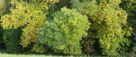 Na zdjęciu kilka drzew gatunku jesion pensylwański o liściach w odcieniach zieleni.