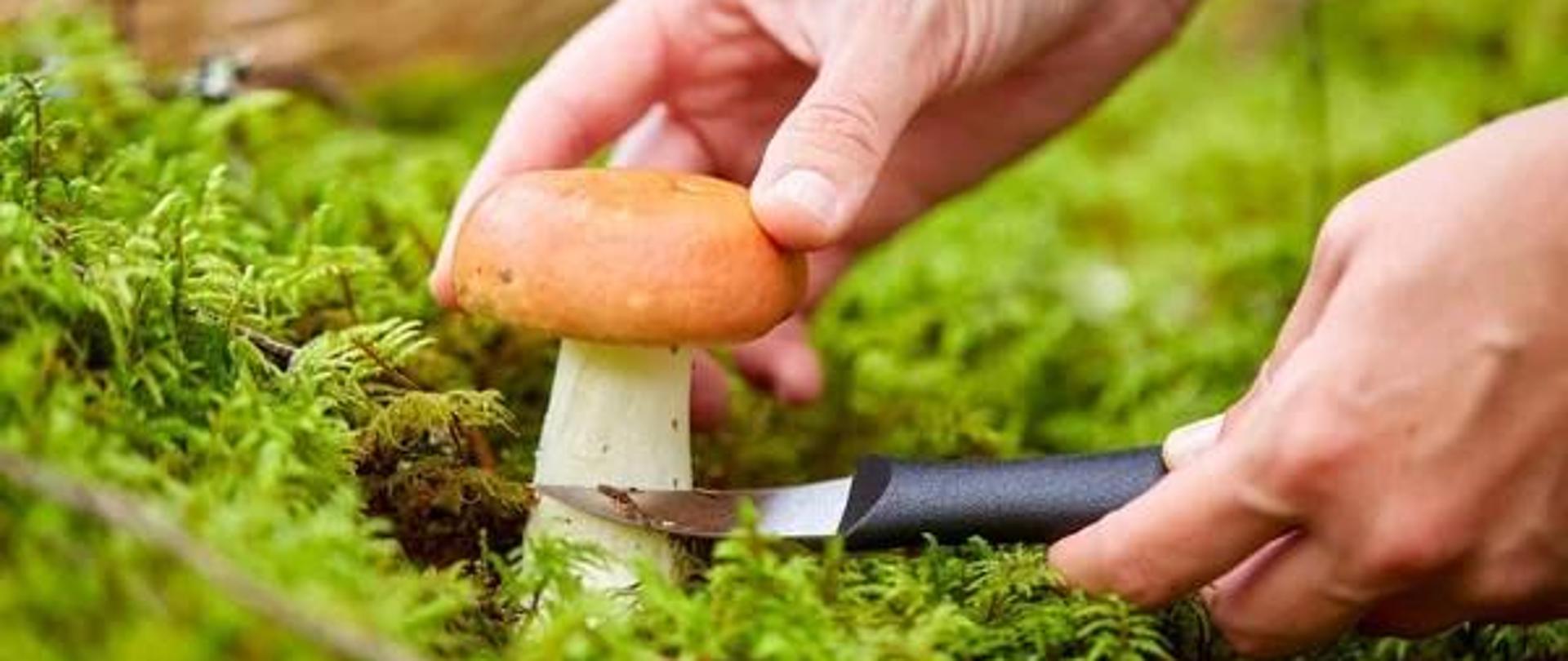Podcinanie grzyba za pomocą nożyka
