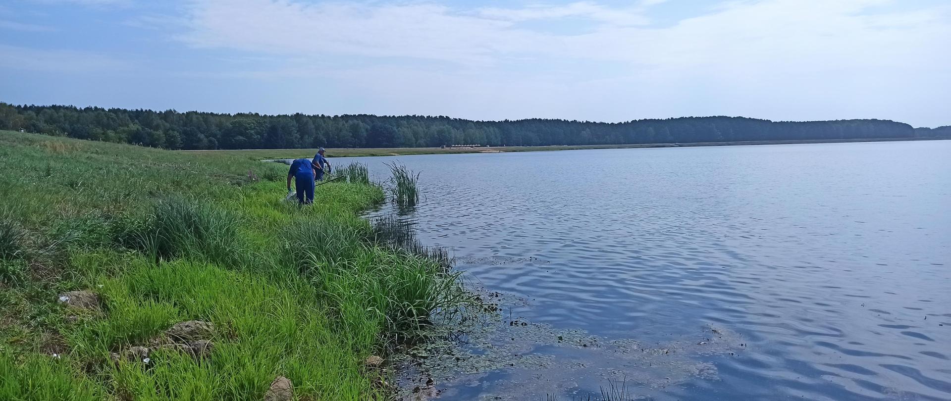 Odłów martwych małży na terenie Zbiornika Maziarnia przez pracowników PGW Wody Polskie
