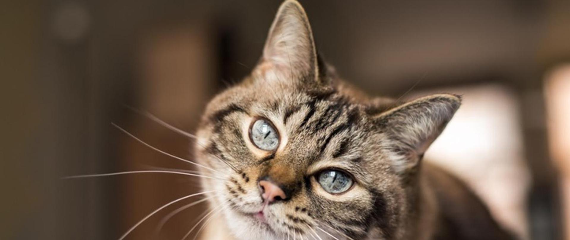 Głowa pręgowanego kota z niebieskimi oczami patrzącego przed siebie