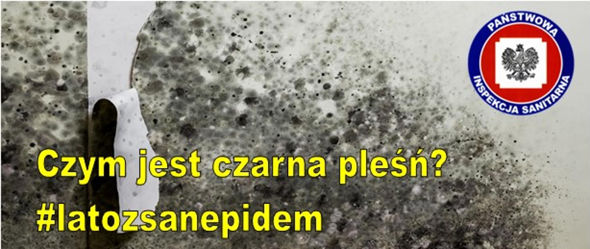 Czym jest czarna pleśń?