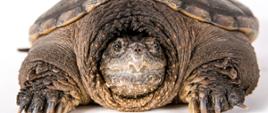 Na białym tle leży przodem brązowy żółw jaszczurowaty, widoczna jest głowa i dwie łapy.