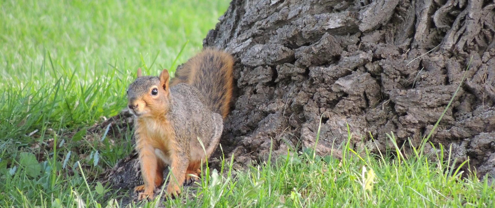 Na zdjęciu schodząca z drzewa wiewiórka czarna sierść w dwóch kolorach rudym i czarnym.