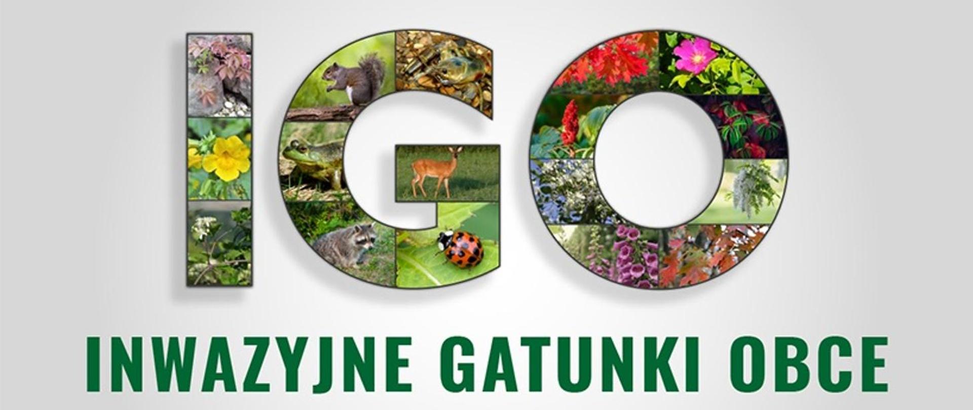 Na środku planszy napis IGO ułożony z kolorowych zdjęć roślin i zwierząt, pod spodem zielony, rozwinięty skrót: Inwazyjne Gatunki Obce