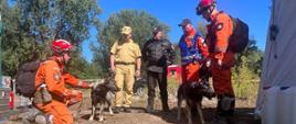 Na obozowisku (widoczny namiot) strażacy z psami ratowniczymi oraz komendanci obserwujący przygotowania do działań