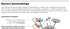 Barszcz Sosnowskiego - Grafika na białym tle 