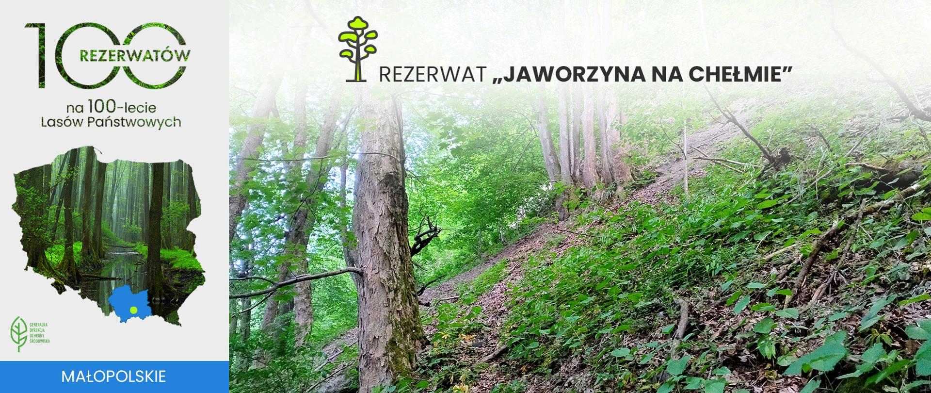 Rezerwat „Jaworzyna na Chełmie”. Zbocze wzniesienia w lesie, które porastają drzewa liściaste.