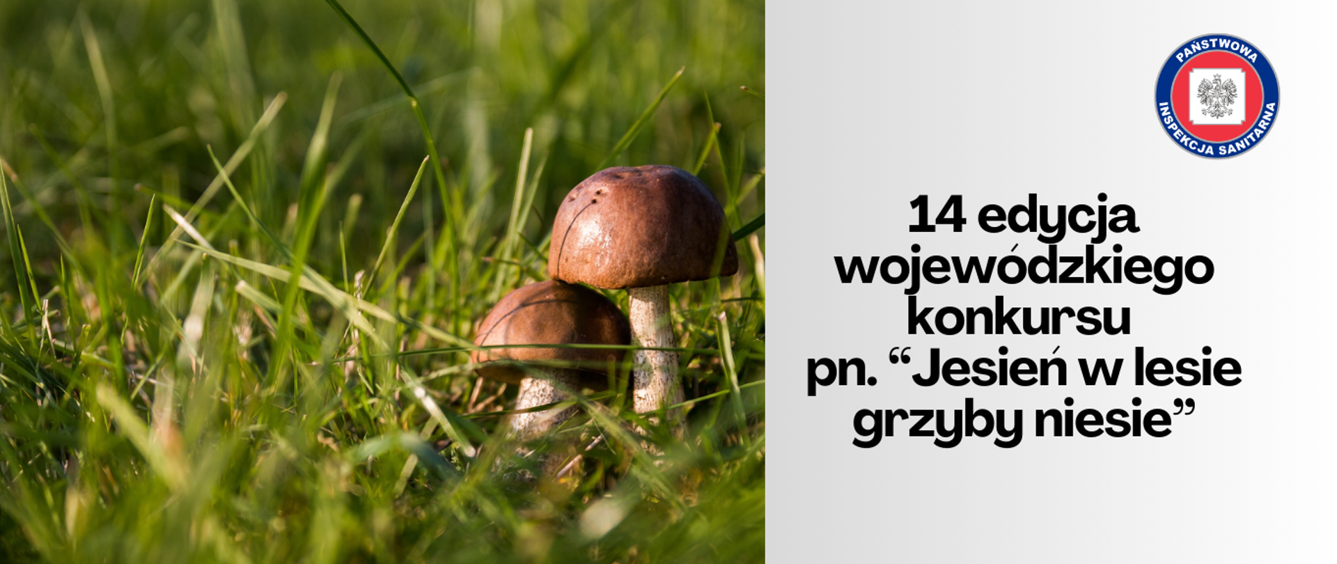 14 edycja wojewódzkiego konkursu pn. “Jesień w lesie grzyby niesie”