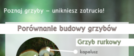 Grzyby 4 1