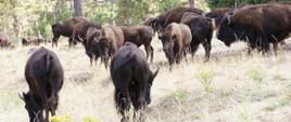 Na zdjęciu stado ciemnobrązowych bizonów pasące się roślinnością trawiastą. W tle las sosnowy.