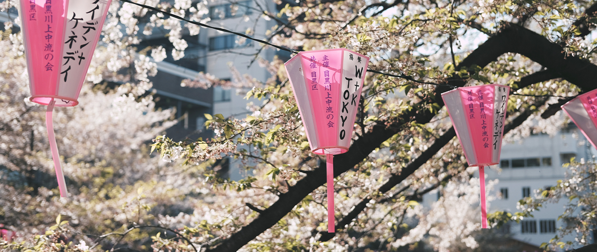 Japonia kwitnące drzewa