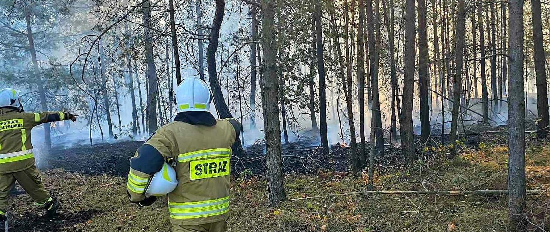 Na pierwszym planie widać 2 strażaków w umundurowaniu specjalnym, którzy kontrolują pożar poszycia leśnego.