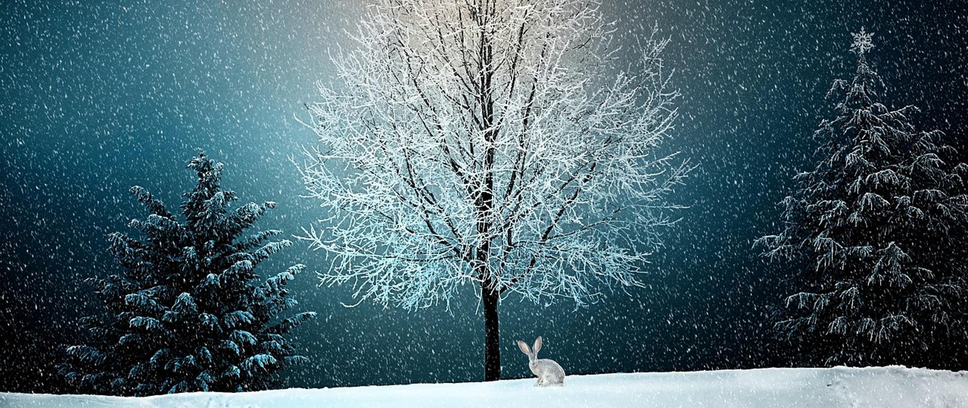 Zima, zając pod drzewem, noc, padający śnieg