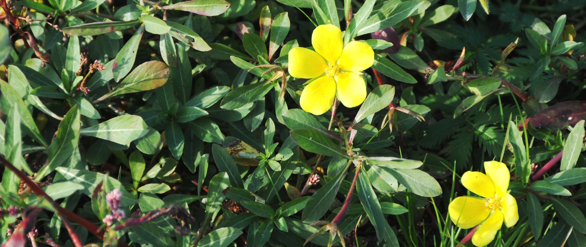 Na zdjęciu Ludwigia grandiflora o zielonych liściach o kształcie równowąskim i żółtych kwiatach.