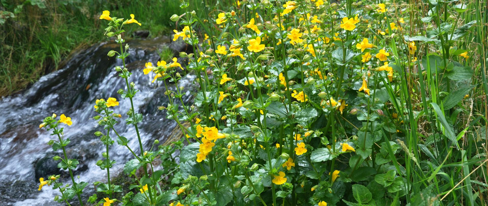 Wzdłuż potoku rośnie kroplik żółty o zielonych, jajowatych liściach i żółtych kwiatach. 