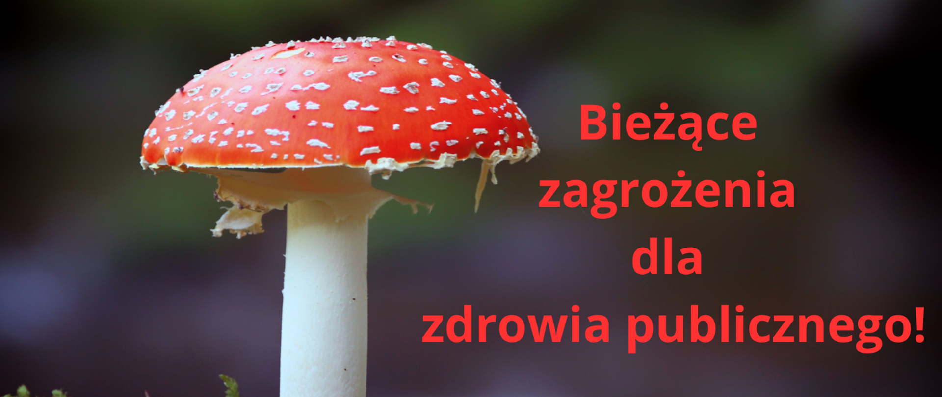 Zdjęcie muchomora czerwonego