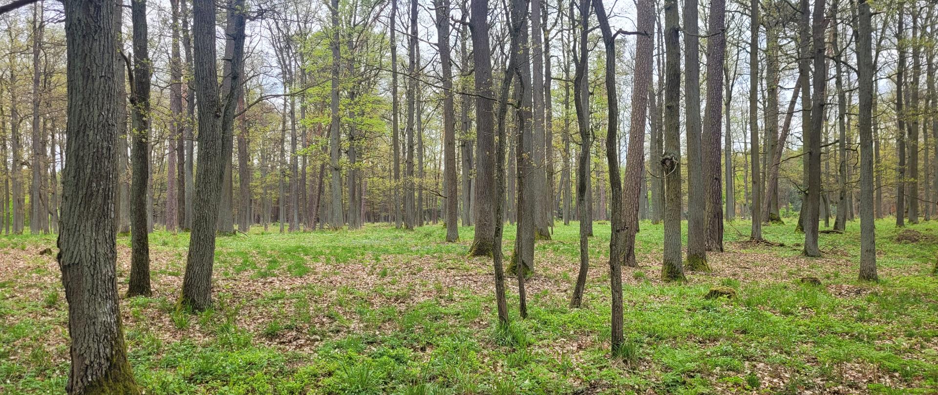 Las, drzewa daleko od siebie, dużo zielonej, niskiej roślinności. 